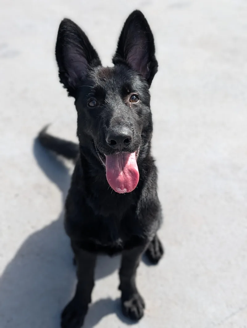 A young large-sized male German Shepherd Dog dog named Arlo for adoption in Plainfield, NJ