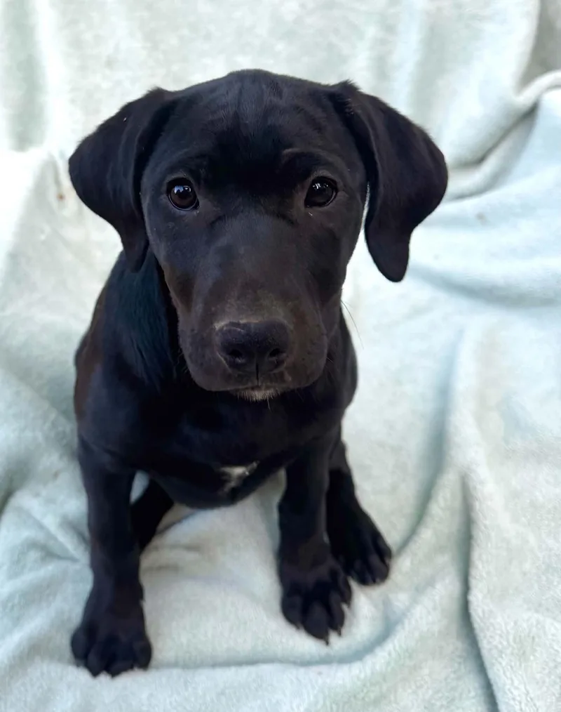 A baby medium-sized female Mixed Breed dog named Sharkiesha for adoption in Salisbury, MD