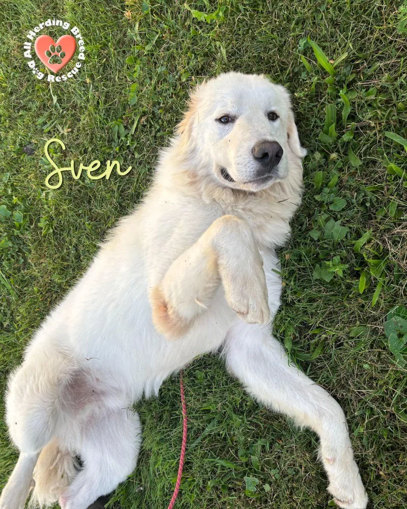 Sven