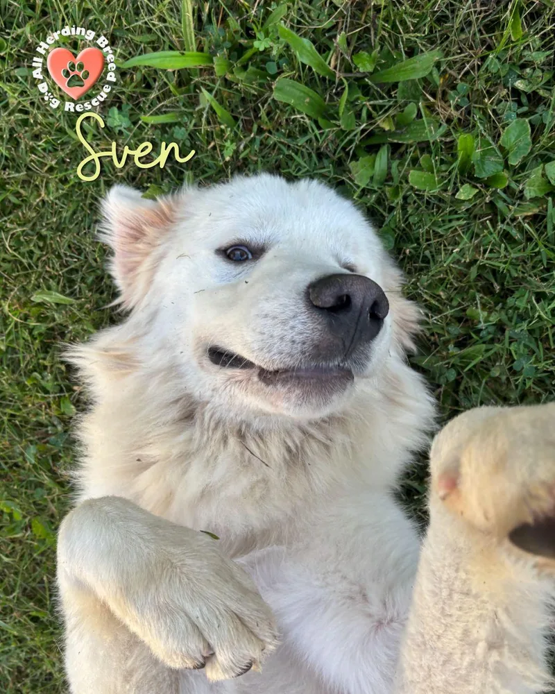Sven thumbnail 2