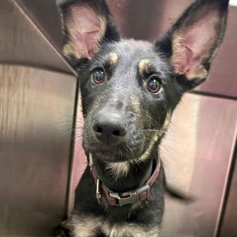 A baby small-sized female Black German Shepherd Dog dog named Gretel for adoption in Austin, TX