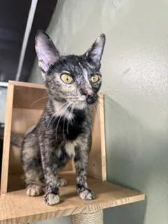 An adult small-sized female Domestic Short Hair cat named Saturn for adoption in South Bend, IN