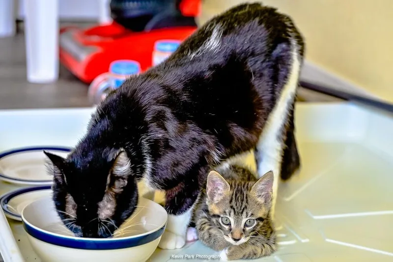 An adult medium-sized female Black & White / Tuxedo Domestic Short Hair cat named Lilo for adoption in Green Valley, AZ