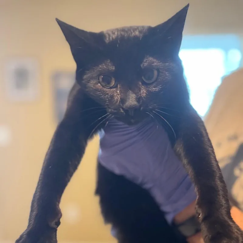 A young small-sized female Black Domestic Short Hair cat named Fairy for adoption in Lucedale, MS