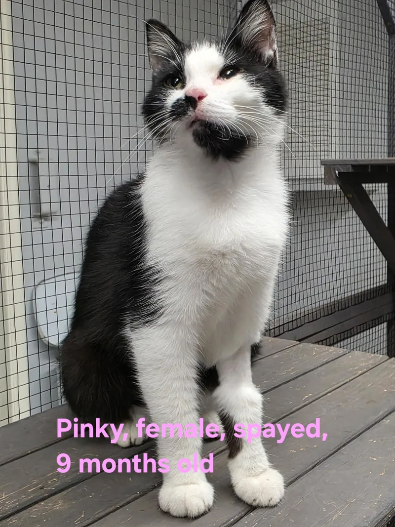 Pinky