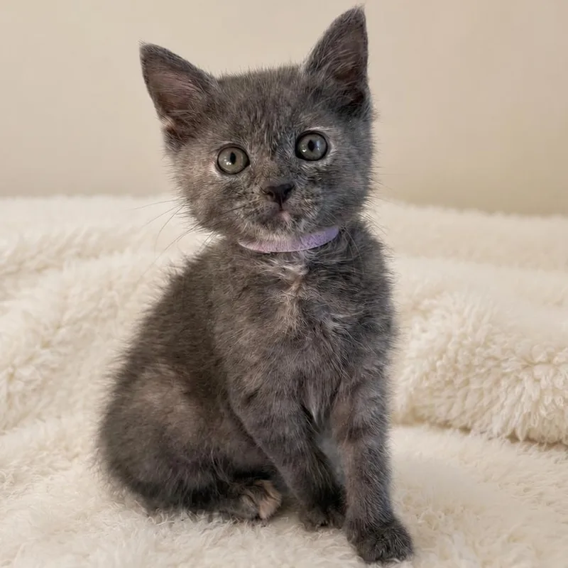 A baby medium-sized female Domestic Short Hair cat named Sirena for adoption in Lemoyne, PA