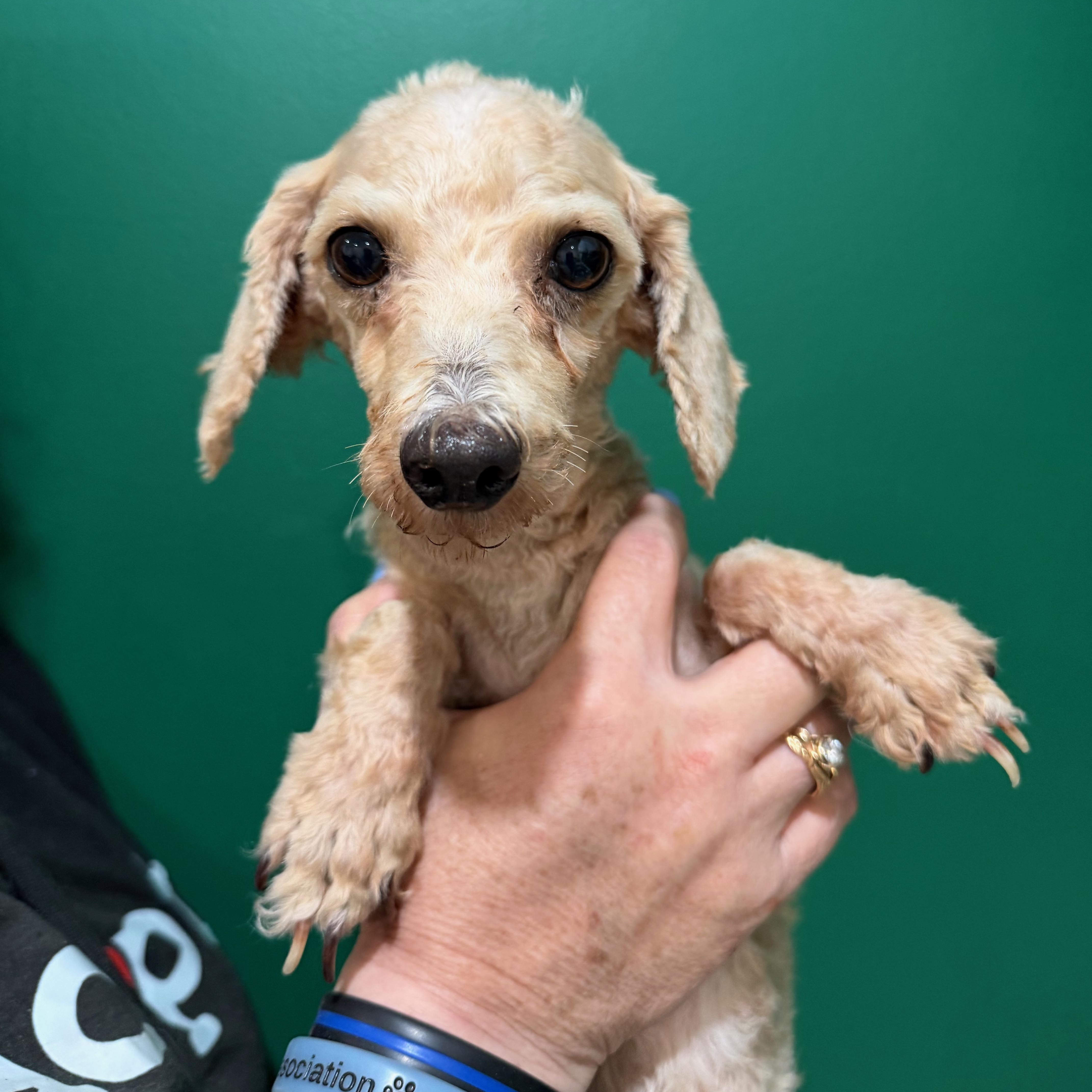 An adult small-sized female Yellow / Tan / Blond / Fawn Bichon Frise dog named This is Tayja for adoption in Blue Springs, MO