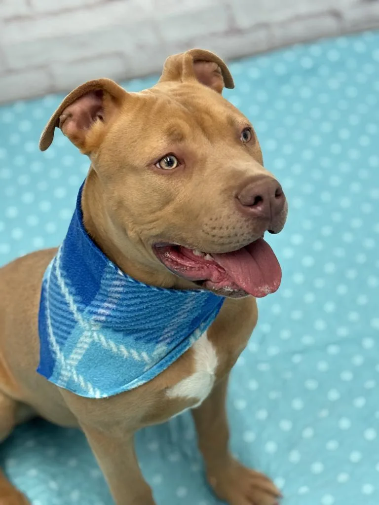 A baby medium-sized male Mixed Breed dog named Pontoon for adoption in Detroit, MI