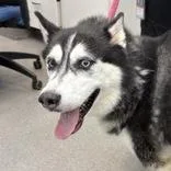 A senior large-sized female Husky dog named Luna Sun for adoption in Hilliard, OH