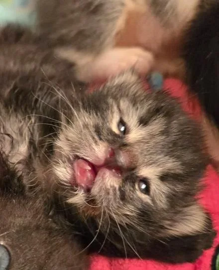 A baby medium-sized male Tabby (Brown / Chocolate) Domestic Short Hair cat named Zack for adoption in Salinas, CA