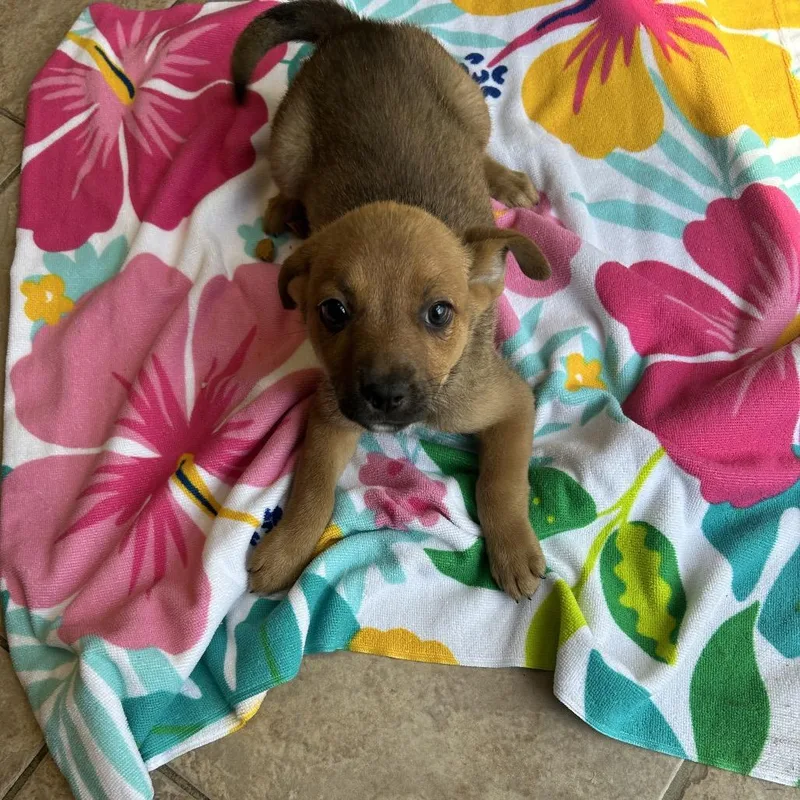 A baby medium-sized female Sable Retriever dog named Thumbelina for adoption in Birmingham, AL