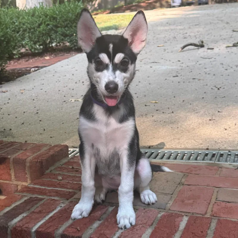 A baby medium-sized female Black Shepherd dog named Ladybird for adoption in Raleigh, NC