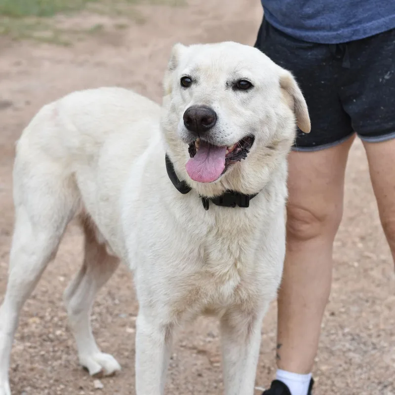 An adult medium-sized male Yellow / Tan / Blond / Fawn Labrador Retriever dog named Duncan for adoption in Cleveland, TX