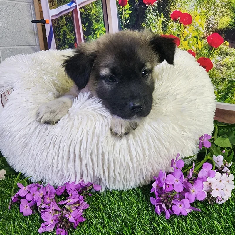 A baby medium-sized male Brown / Chocolate Anatolian Shepherd dog named Wren for adoption in Joliet, IL