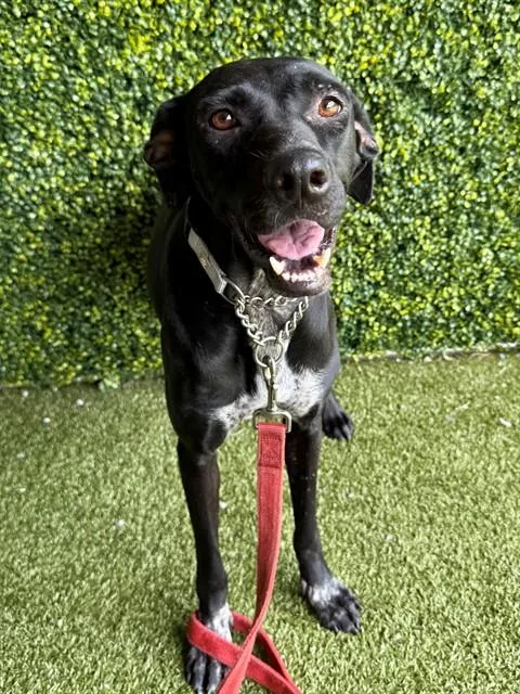 An adult medium-sized female Labrador Retriever dog named Smiley for adoption in Naples, FL