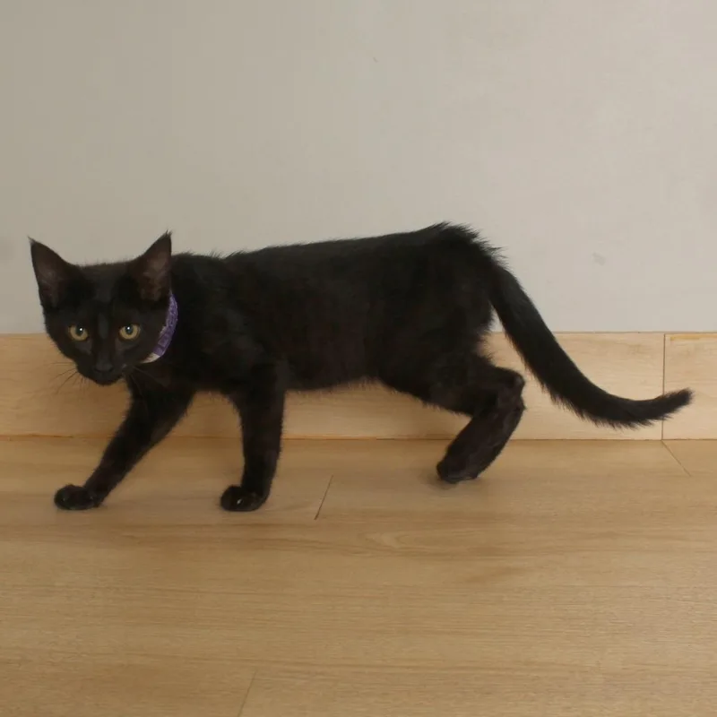 A baby small-sized male Black Domestic Short Hair cat named Zippy C for adoption in Minnetonka, MN