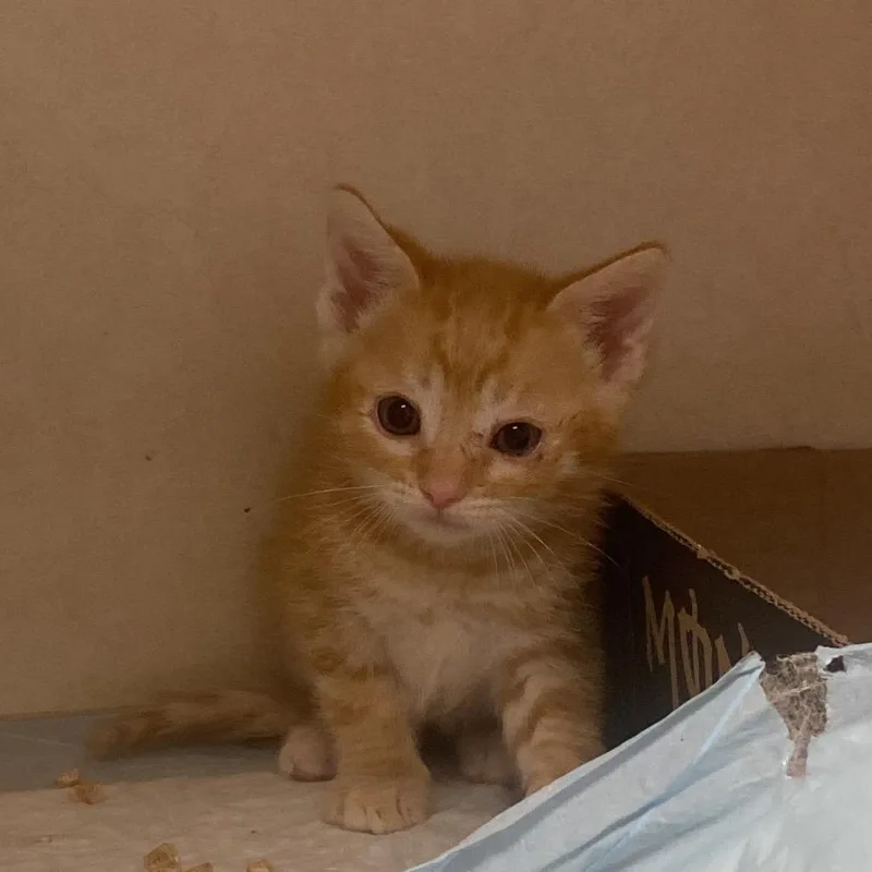 A baby small-sized male Orange / Red Domestic Short Hair cat named Dr. Bronner for adoption in Westminster, CA