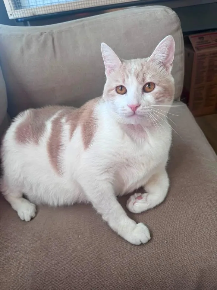 An adult extra large-sized male White Domestic Short Hair cat named Sol for adoption in Manassas, VA