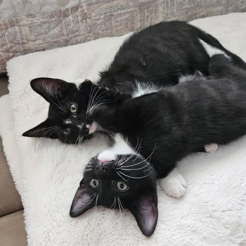 A baby small-sized female Black Domestic Short Hair cat named Julie for adoption in Spokane, WA