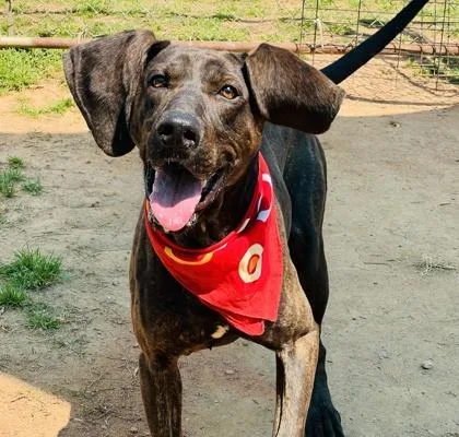 A young large-sized male Plott Hound dog named Timothy $ for adoption in Seneca, SC