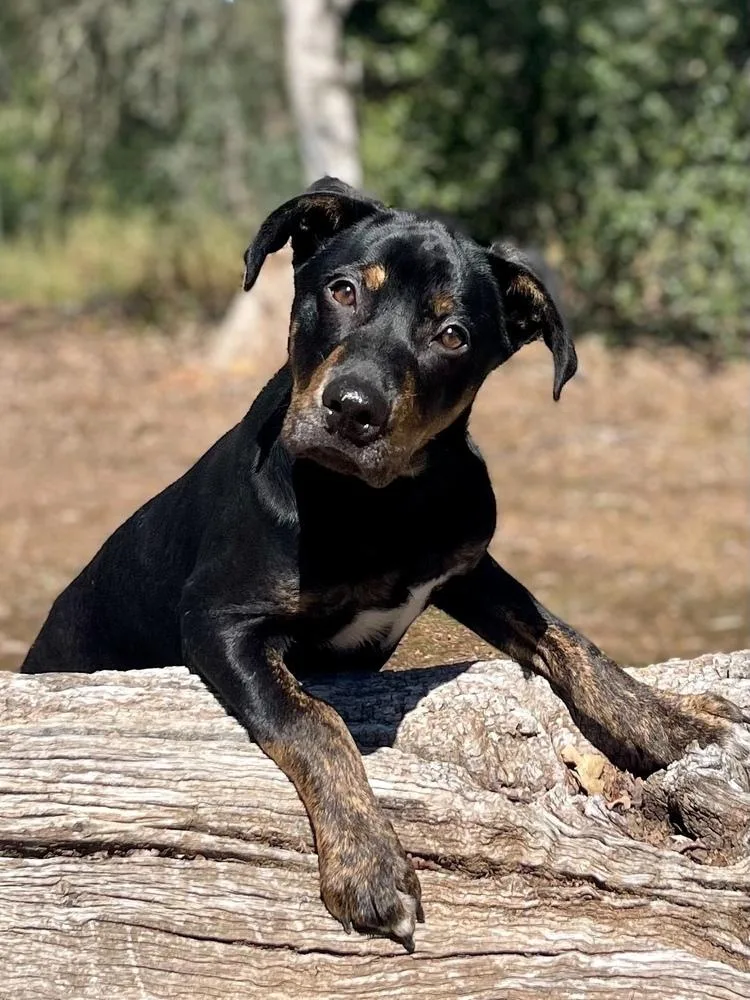 Ringo