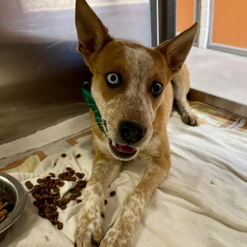 A young medium-sized male Yellow / Tan / Blond / Fawn Mixed Breed dog named Popcorn for adoption in Las Cruces, NM