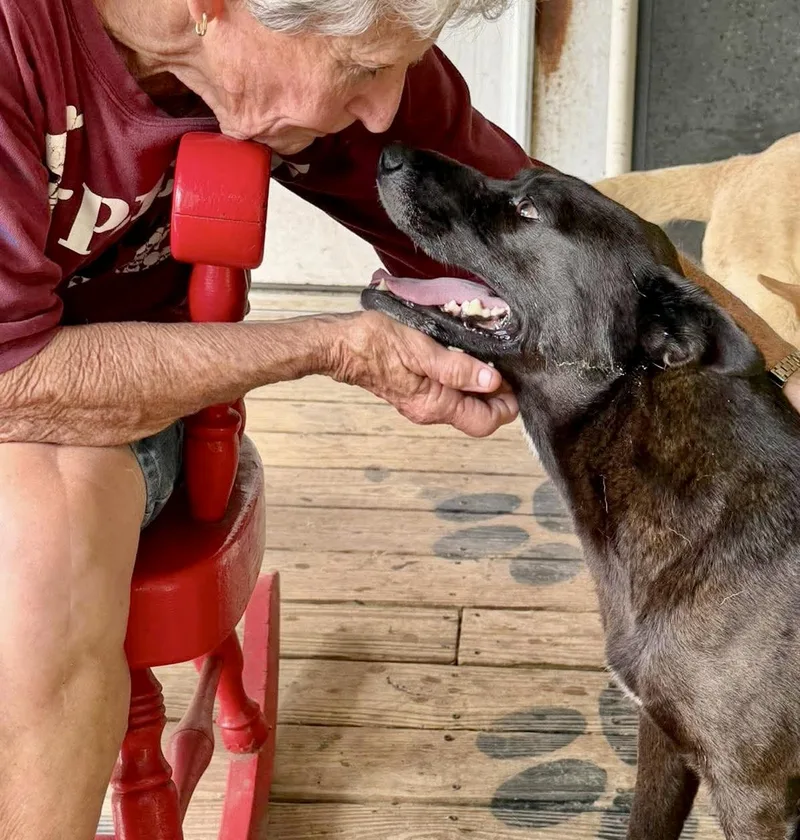 An adult medium-sized male Black Labrador Retriever dog named Oreo for adoption in Austin, TX
