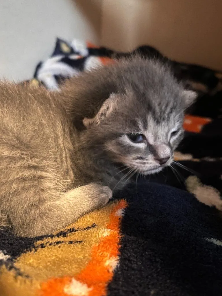 A baby small-sized male Domestic Short Hair cat named Xander for adoption in Los Angeles, CA