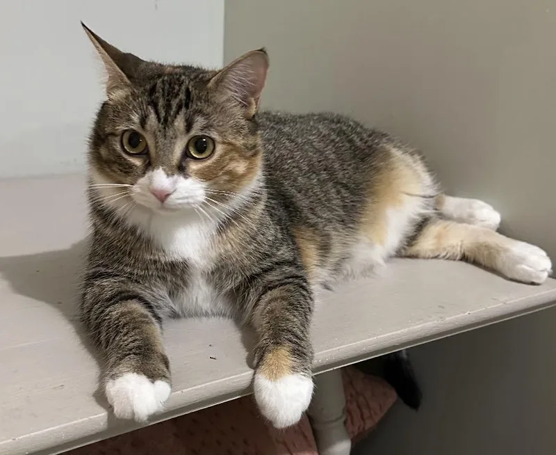 A baby medium-sized female Tabby (Buff / Tan / Fawn) Domestic Short Hair cat named Chia for adoption in Buffalo, NY