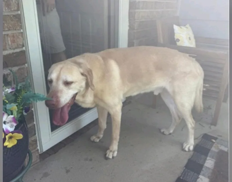 An adult large-sized male Yellow Labrador Retriever dog named Baxter for adoption in Valley Center, KS