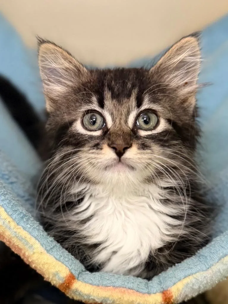 A baby medium-sized female Domestic Short Hair cat named Bumble bee for adoption in Menomonie, WI