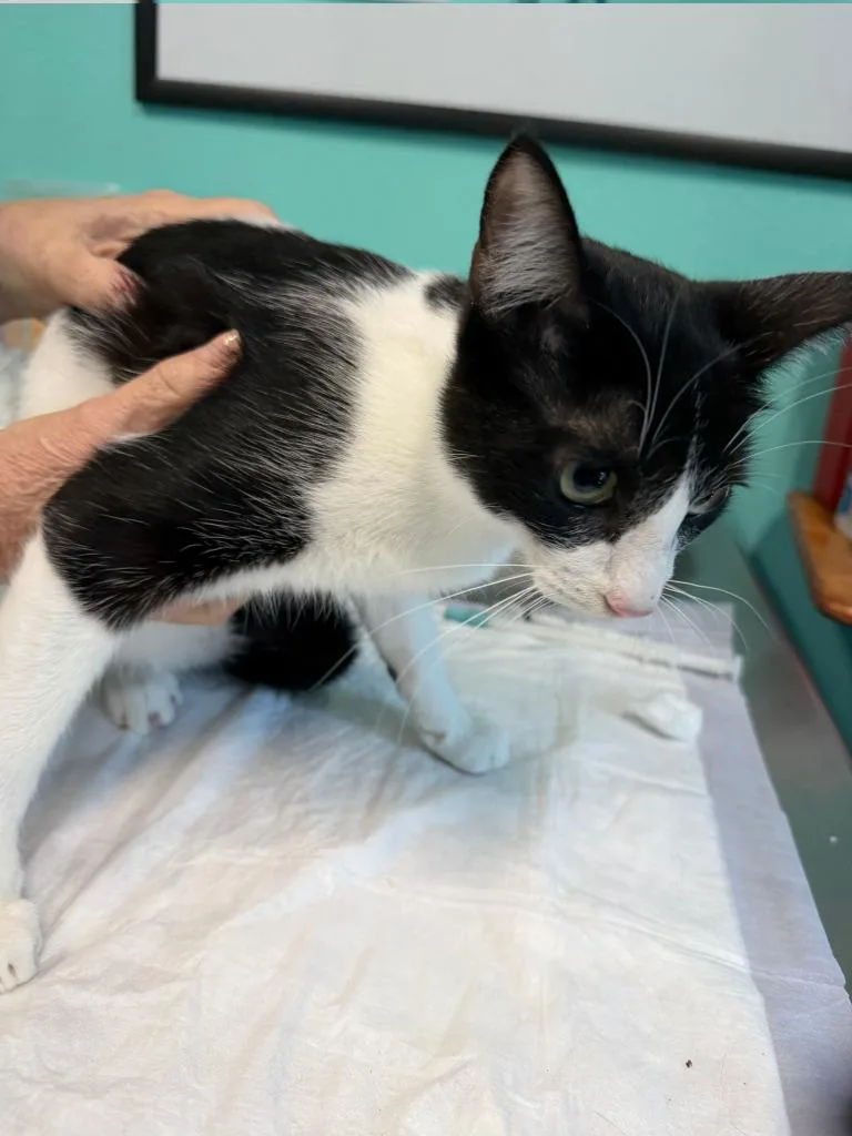 A young medium-sized male Domestic Short Hair cat named Cash for adoption in Magnolia, TX
