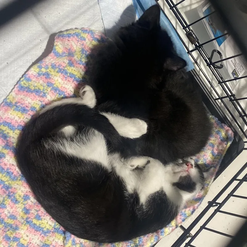 A baby small-sized female Black Domestic Short Hair cat named M&o: M&m for adoption in Falls Church, VA