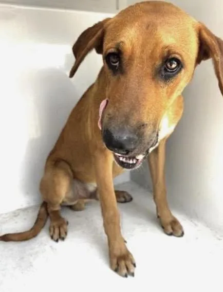 A young large-sized male Rhodesian Ridgeback dog named A for adoption in Houston, TX