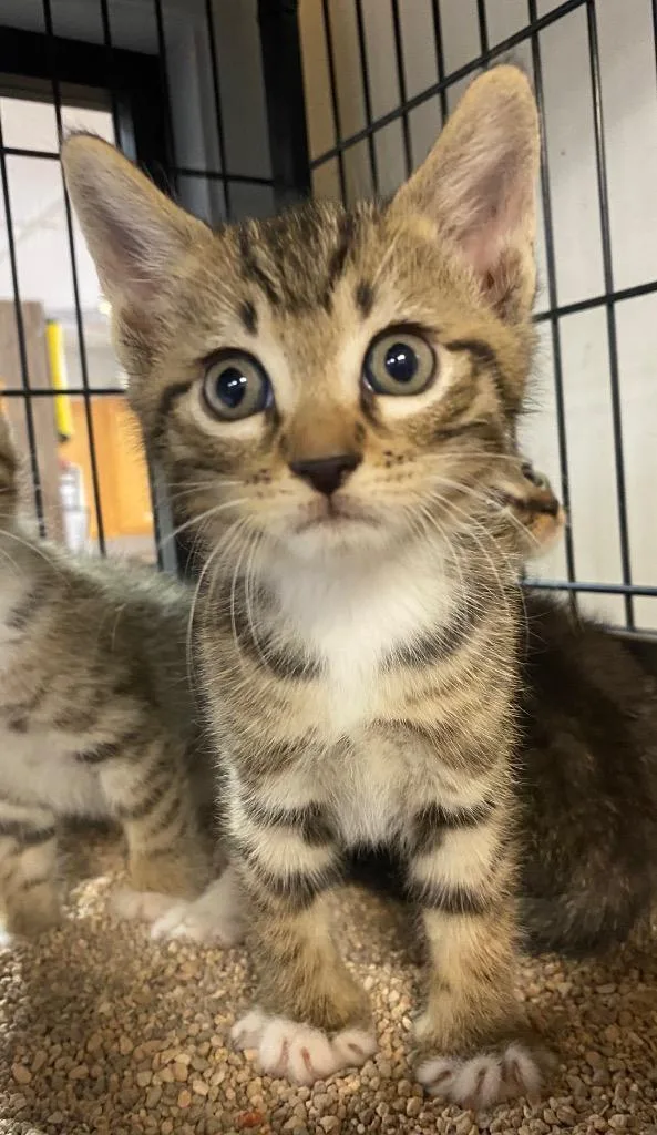 A baby small-sized male Domestic Short Hair cat named Milo for adoption in Lockhart, TX