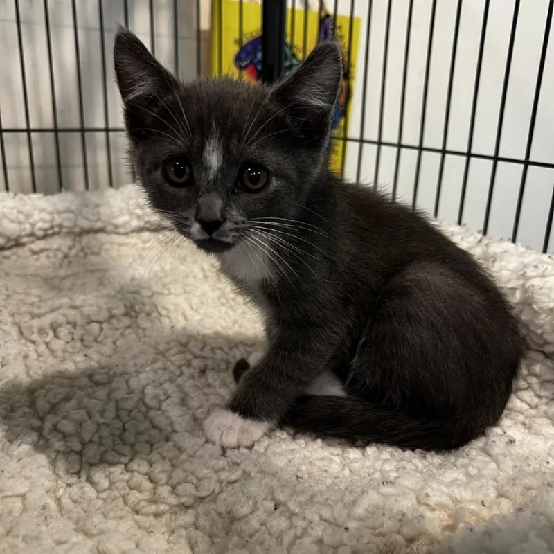 A baby small-sized female Gray / Blue / Silver Domestic Short Hair cat named Matilda for adoption in Port Townsend, WA