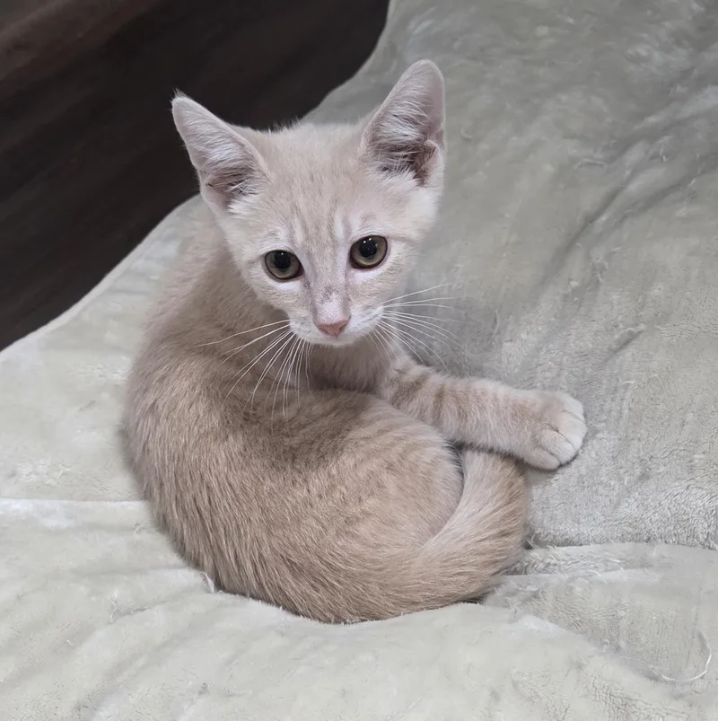 A baby medium-sized male Buff / Tan / Fawn Domestic Short Hair cat named Guillermo for adoption in Schertz, TX
