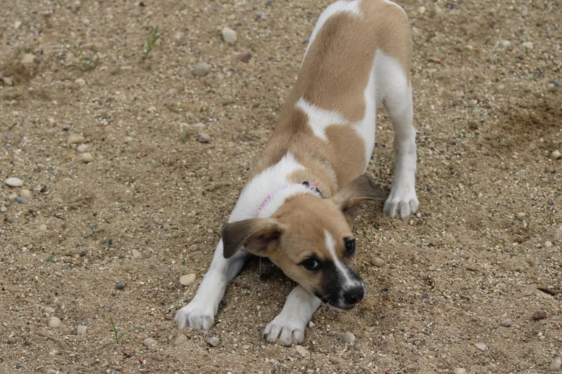 A young small-sized female Terrier dog named Paisley for adoption in Waukesha , WI