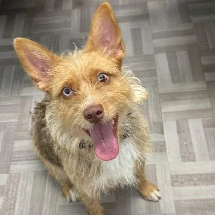 An adult small-sized female Terrier dog named Katrina for adoption in Worcester, MA