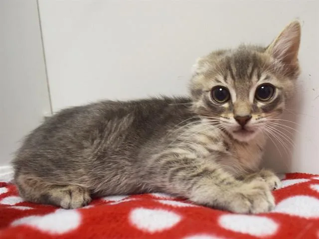 A baby small-sized male Domestic Short Hair cat named Tyler for adoption in Sacramento, CA