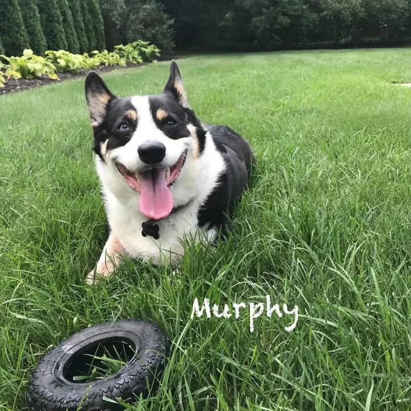 Murphy