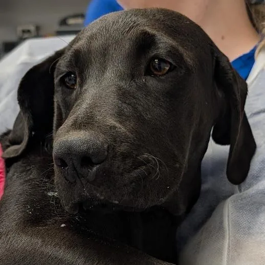 A baby small-sized female Gray / Blue / Silver Black Labrador Retriever dog named Artemis for adoption in Greenville, SC