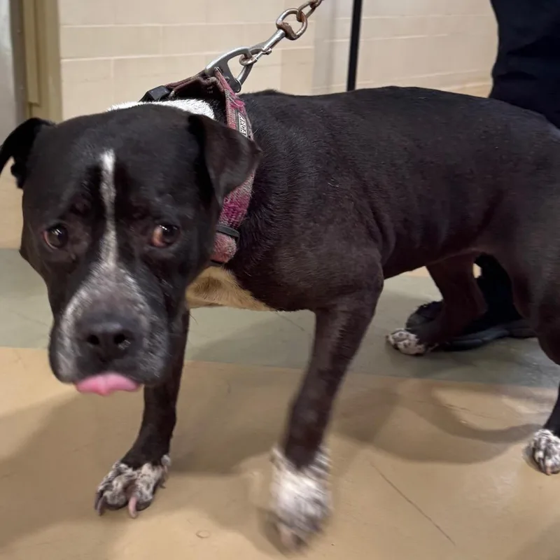 An adult medium-sized female Black Mixed Breed dog named Enya for adoption in Winston-Salem, NC