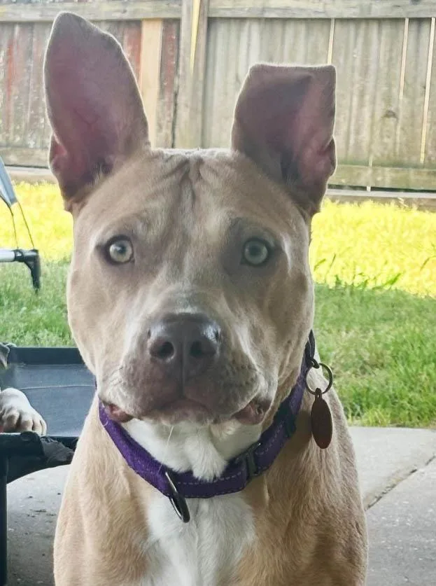 A young medium-sized male Pit Bull Terrier dog named Bert for adoption in Plaquemine, LA