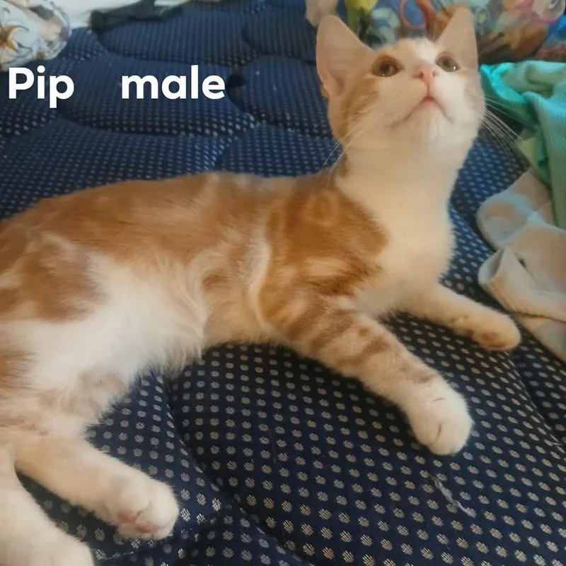 A baby small-sized male American Shorthair cat named Pip for adoption in Bremen, OH