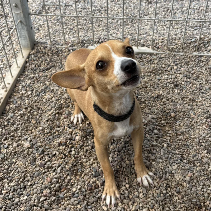 Lick Jagger thumbnail 2