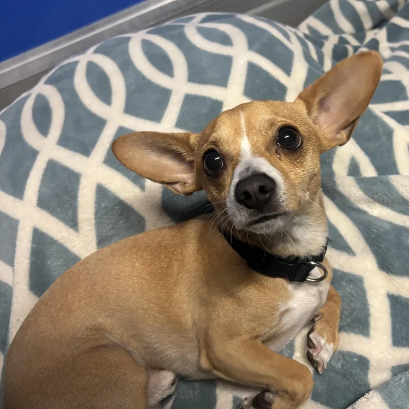 A young small-sized male Chihuahua dog named Lick Jagger for adoption in Phoenix, AZ