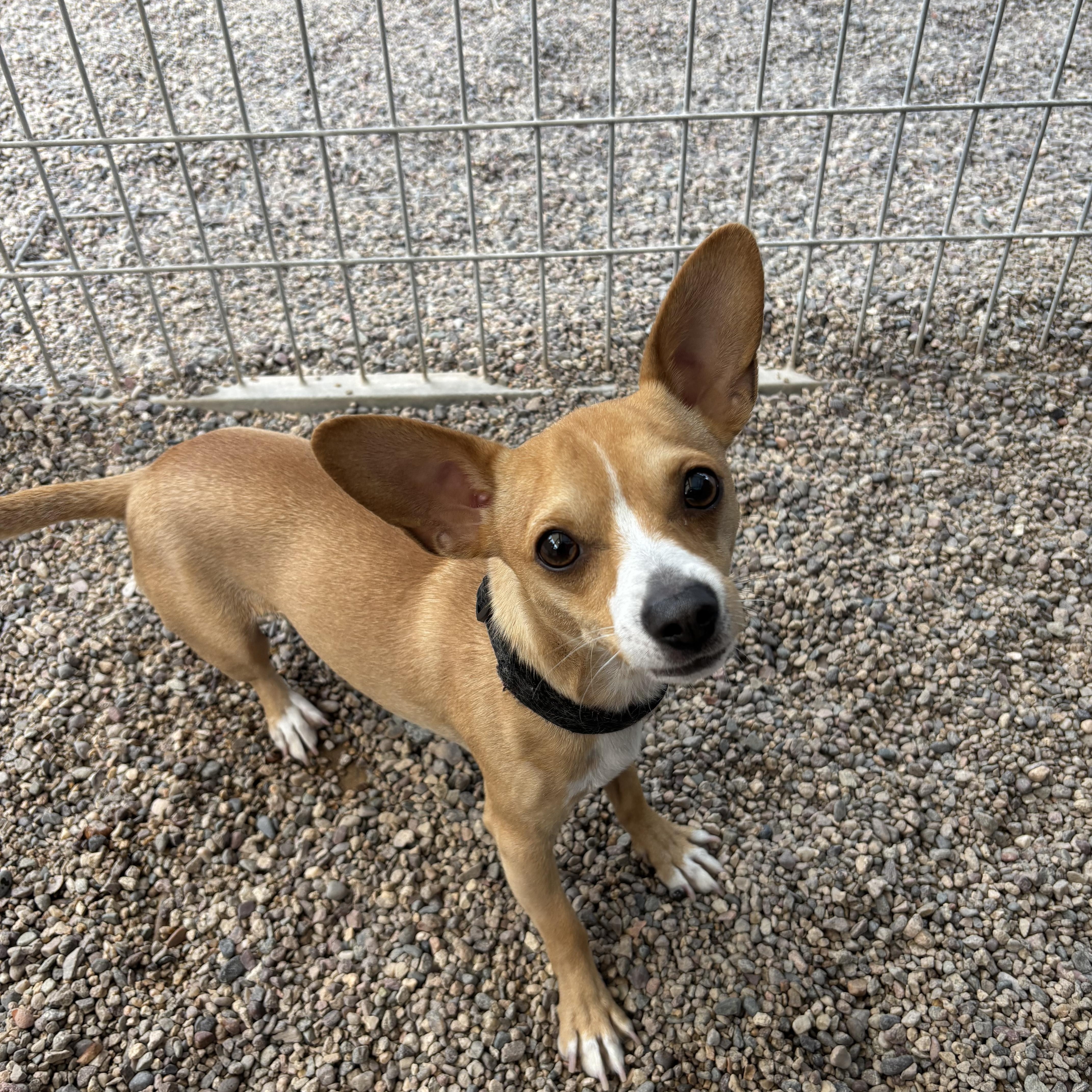 Lick Jagger thumbnail 3