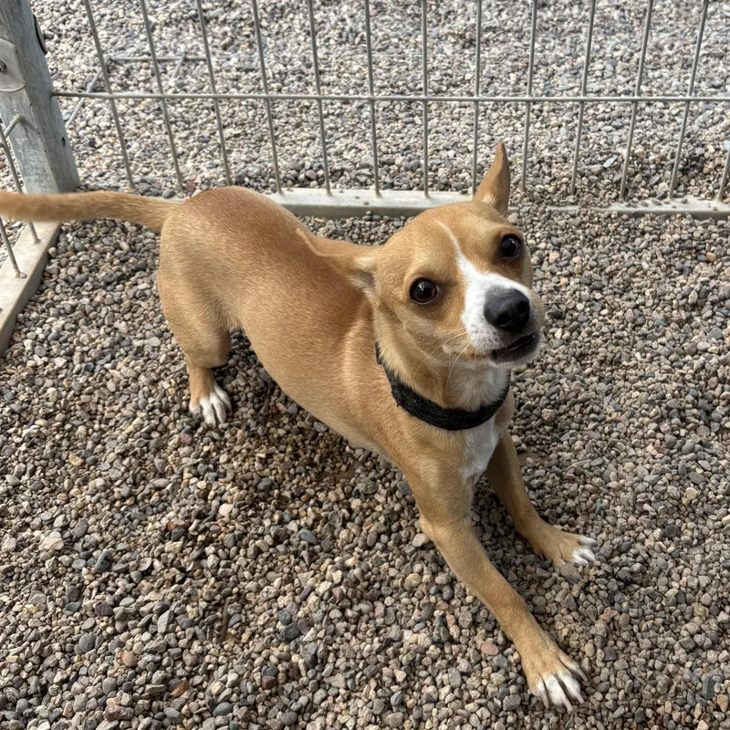 Lick Jagger thumbnail 4