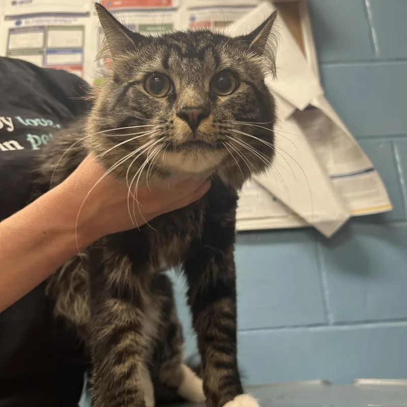 A young large-sized male Brown / Chocolate Domestic Medium Hair cat named Coyote for adoption in Naperville, IL